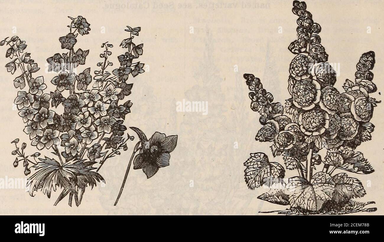 . Hovey's illustrated catalogue of new and rare plants. ac blue.Chieftain. Dark blue, white throat.Due de Lavender. Rich blue, dark eye.£toile de Marseilles. Very dark. Grandiflora. Light. Migfnonne. Lavender; line. Mr. Burgess. Large truss; dark violet. Oculata. Deep lilac, white eye. Faiiiculatum. Rich blue;ilarge truss. Snowwreath. Pureiwhite. 15c. each; $1.50 per dozen. HIBISCUS MINIATUS SEMIPLENUS. A new variety with large semi-double, brilliant vermilion-scarlet flowers, darkertowards the centre, petals waved and recurved. 30c. each. / 30 HOVEY & GO:S CATALOGUE OF HIBISCUS SINENSIS GRAND Stock Photo
