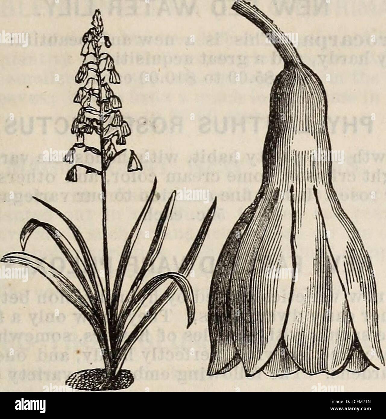 . Hovey's illustrated catalogue of new and rare plants. EGATA. A beautiful foliage plant, with dark bronzy leaves, streaked and marbled with white;very ornamental. 60c. each. HYACINTHUS CANDICANS. This new and elegant summer or autumn flowering bulb is one of the most valuableplants of recent introduction. It grows from three to five feet high, and the stemsare terminated with spikes of twenty to forty bell-shaped fiowers of snowy whiteness,somewhat resembling Lapageria alba. It is hardy, with the protection of a few leaves;blooms in September. 20c. each; .$2.00 per dozen. LILIUM HARRISII. Thi Stock Photo