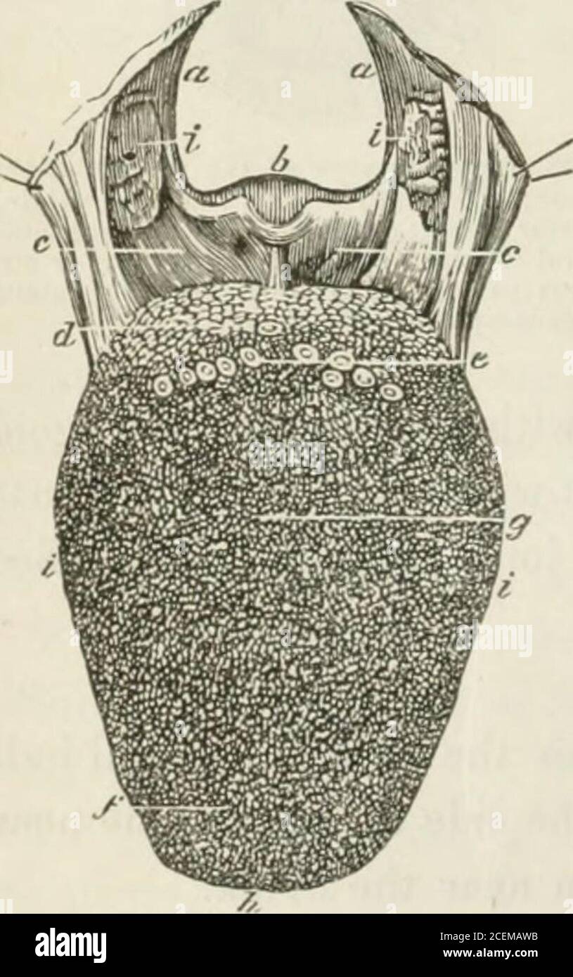 The principles and practice of dental surgery. palato-pharyngeus