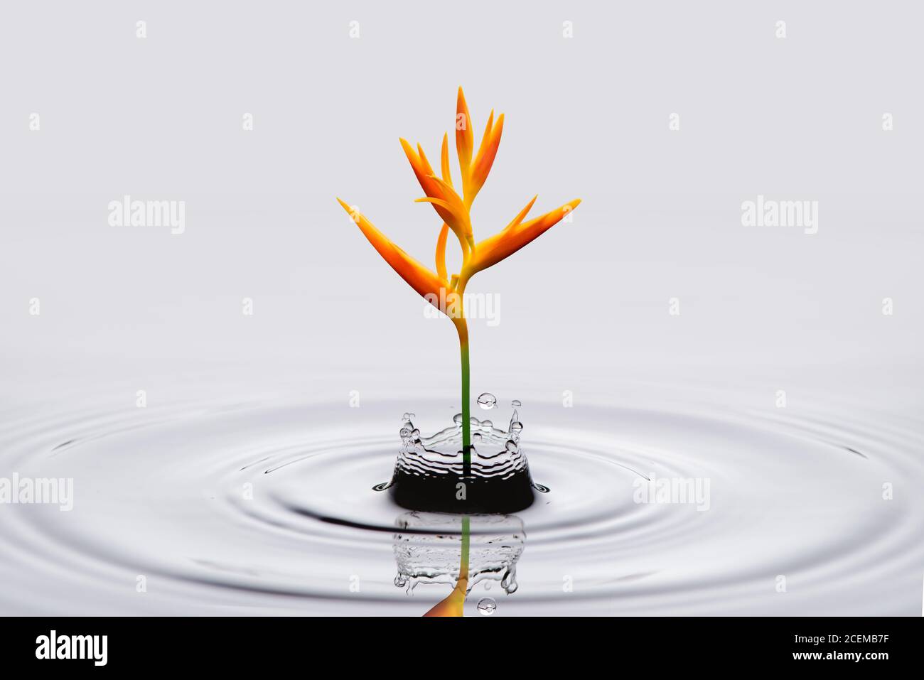 Heliconia psittacorum (Golden Torch) flowers, tropical flowers in water splash isolated on white background. Stock Photo