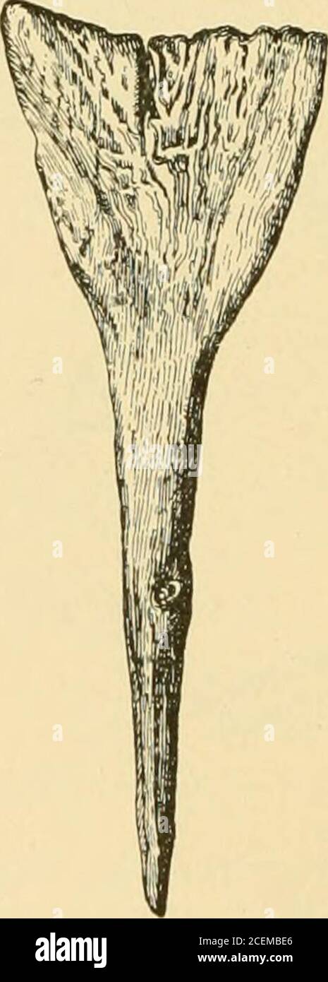 Wisps Of Hair High Resolution Stock Photography And Images Alamy Wisps Of Hair High Resolution Stock Photography And Images Alamy