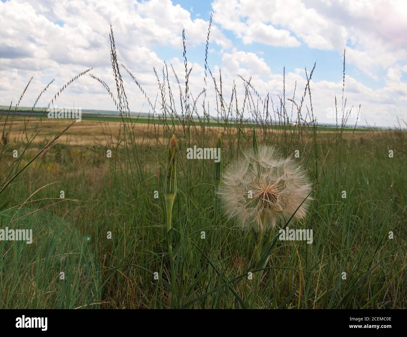A Western Salsify wildflower plant, similar to a giant dandelion, with a large seedhead and new buds,,grows among the tall prairie grasses of the Plat Stock Photo