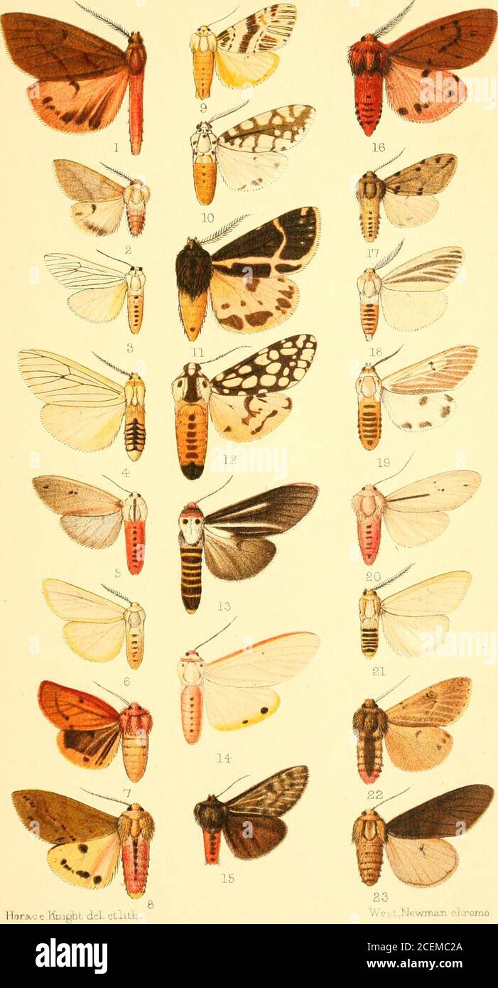 Catalogue Of The Lepidoptera Phalaenae In The British Museum S 5 Creatonotus Leucanioides 2 F Acanijiarctia Vittata J 7 Dlacrisia Ruhra 8 Ruhilinea 9
