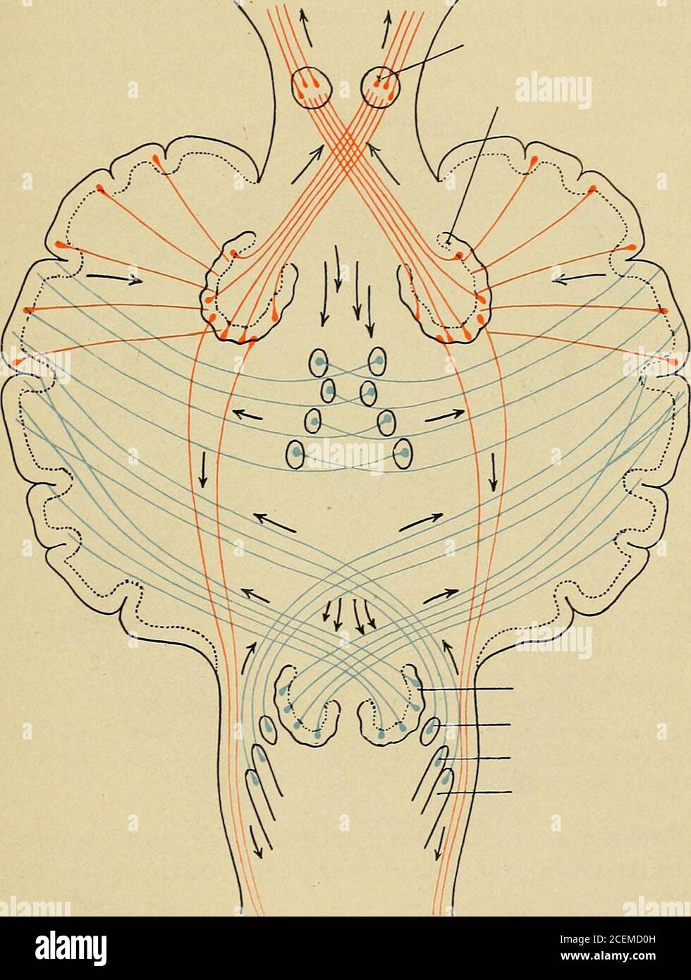 Funiculus Brain Afferent spinal nerves hi-res stock photography and images - Alamy