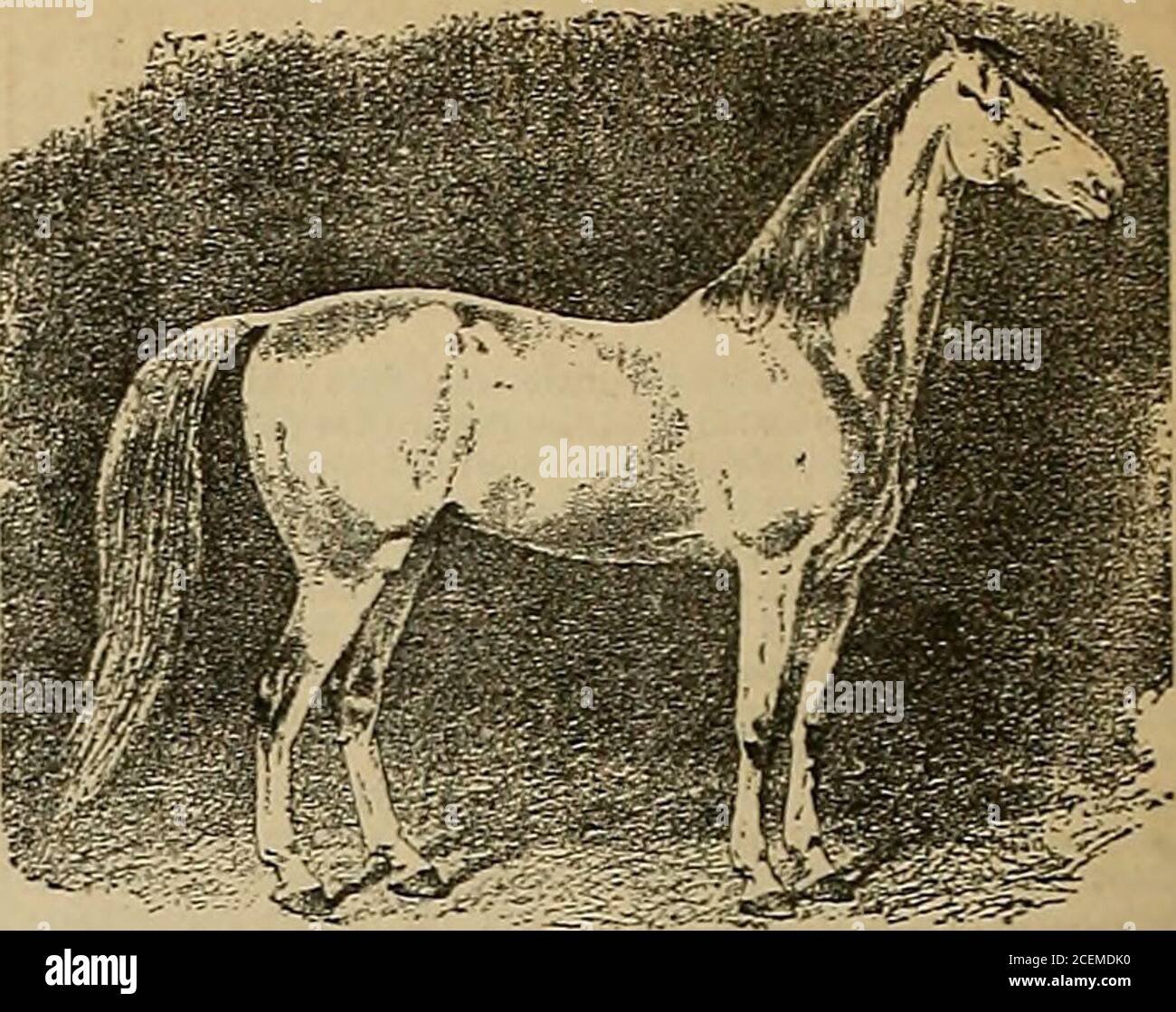 Breeder And Sportsman Pedigree Nephews Dam Full Ulster To Pacing Abdallah Bv Alexanders Abdallah Gd Dam Lydla Talbot Bv Taylors Messenger E Jcd Dam Dniiv By Yar Nolts Virginia Whip G G Gd