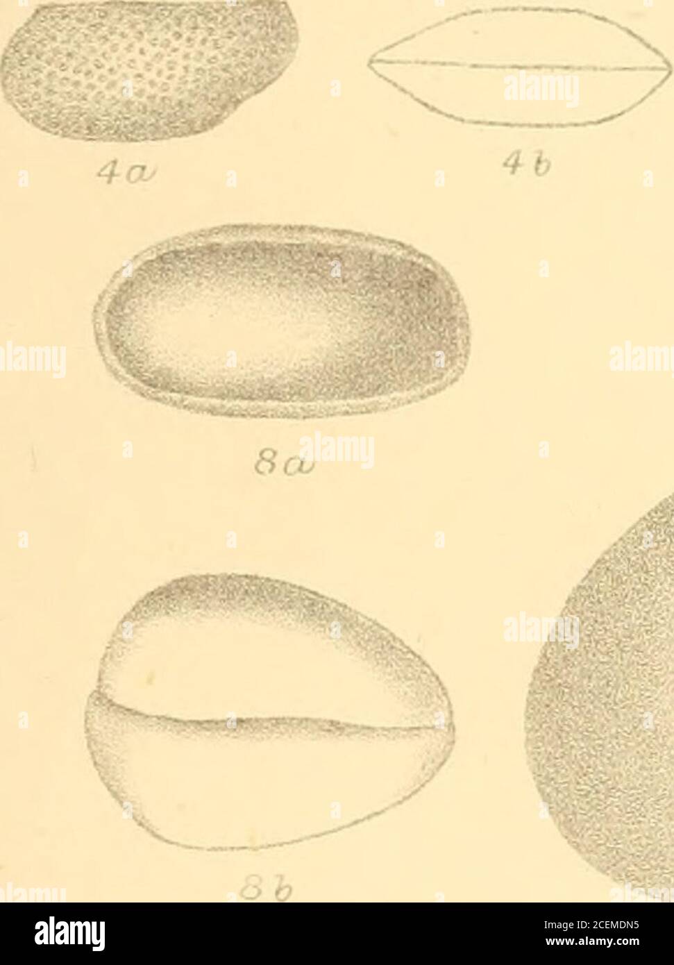 . The Annals and magazine of natural history; zoology, botany, and geology. J 2/0. 22 h V/.K del t E C K.lith 20h Cartoniferoas Ostracoda. 21 bWe St, Newman &. Co irnp Ann.&Mag.Ncub.Hist. S. 5. Vol. 18.PUX. &gt; ^ Stock Photo