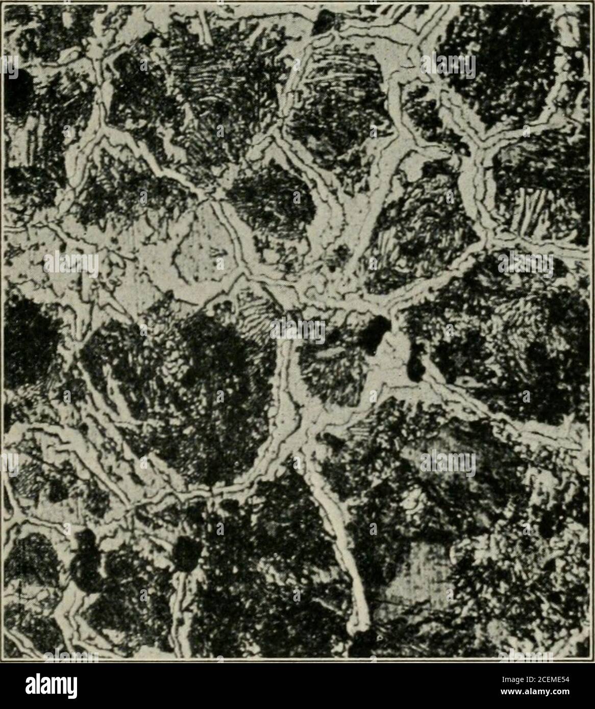 . Transactions. Fig. 53. X 50.Etching reagent, 5 per cent, nitric acid
