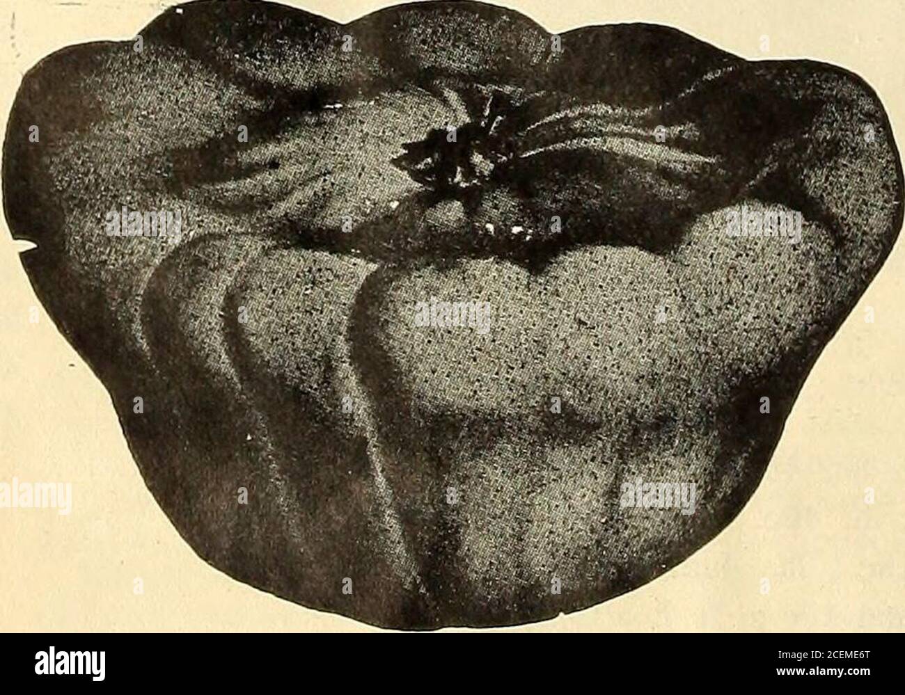 . F. W. Bolgiano & Co. : seed importers and growers. d 10c.; % lb., 15c; lb., 40c. EARLY YELLOW SUMMER CROOKNECK.—A de-sirable table sort, very early and productive, fruits whenmatured, small, yellow crooknecked, and covered withwarty excrescences. Packets, 5 and 10c.; % lb., 15c.;% lb., 25c.; lb., 40c. HUBBARD SQUASH.—A superior variety and one of the best winter keepers, flesh bright orange-yellow, finegrained, very dry, sweet and rich flavored. Bakes very dry, equally as dry as the Sweet Potato. Our stock is thevery best and we dont hesitate to recommend it to the most critical planter. Pac Stock Photo