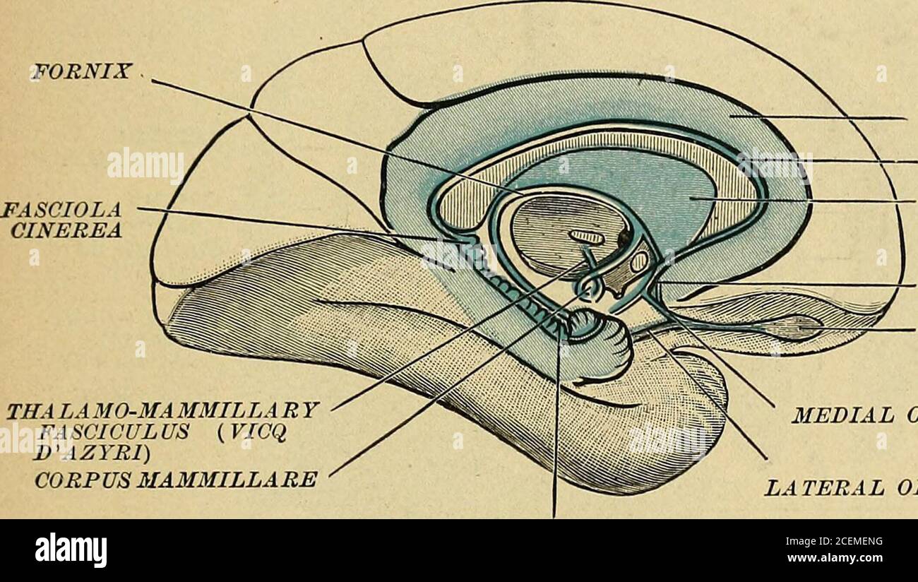 fórnix cerebro coronal