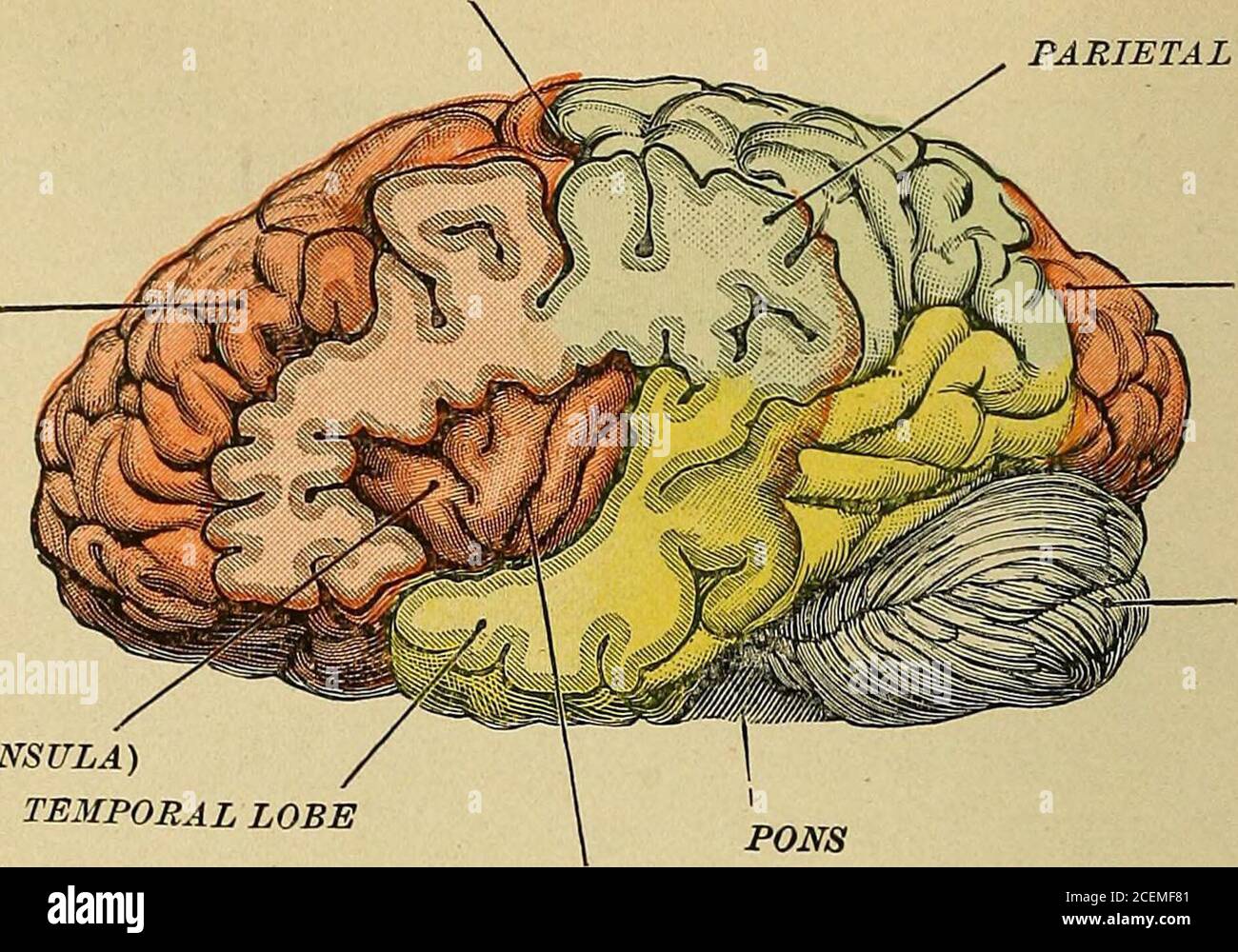 . Diseases of the nervous system : for the general practitioner and student. ecentralis inferior, n, nSul. praecentralis superior. 0. Sul. post-centralis inferior, p. Sul. post-centralis superior, q.Ramus horizontals and r, ramus occipitalis of interparietal sulcus. 5. Sul. transversus. /.Sulci superior and lateralis, u. Incisura prasoccipitalis. v. Sul. temporalis superior, w. SuLtemporalis medius. Interior of the Brain.—A horizontal section through both hemispheresreveals the presence of gray and white matter, also of lateral ventricles. Gray Substance.—Besides the cortical gray matter there Stock Photo
