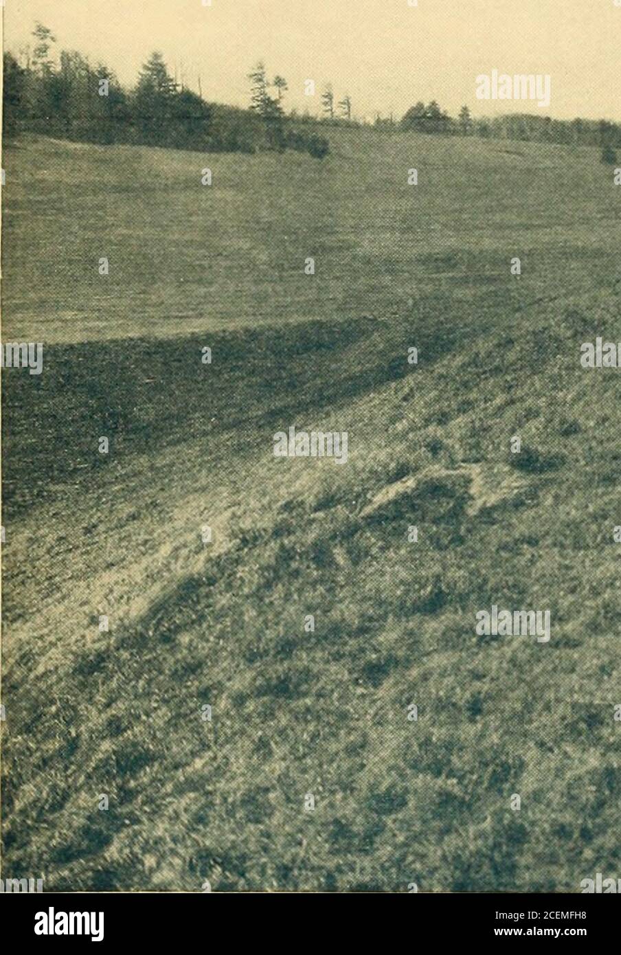 . In Cloudland, Mayview Park, Blowing Rock, North Carolina. Cheetola, a