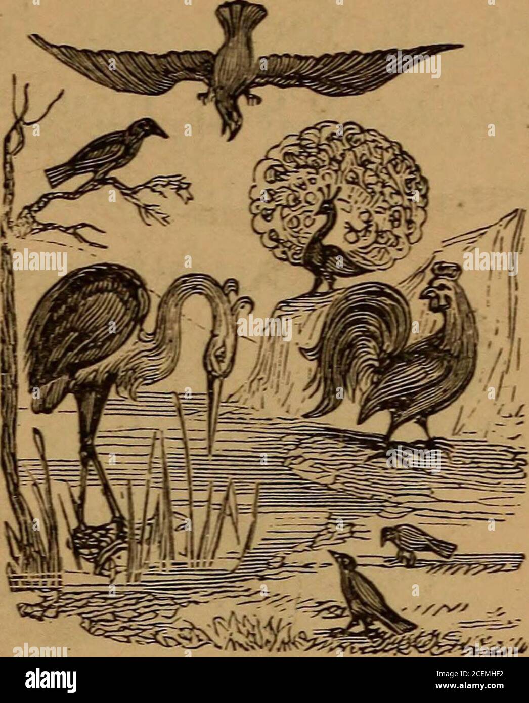 Second French book after the natural or Pestalozzian method. For schools  and home instruction. l vole avec ses ailes. Voici une gravure qui  représente plusieurs (\u003ddifférents) oiseaux: savez-vous les noms de, image size:1046x1390