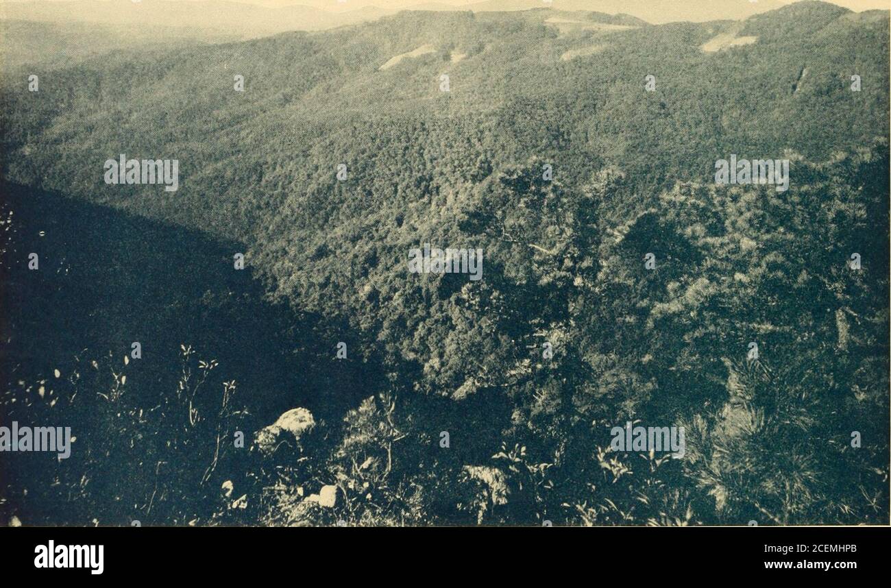 . In Cloudland, Mayview Park, Blowing Rock, North Carolina. Birds Nest