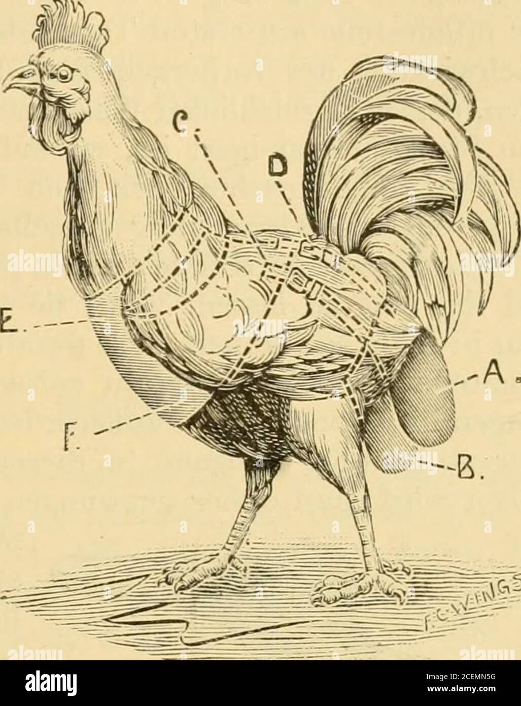 Einen Hahn High Resolution Stock Photography And Images Alamy