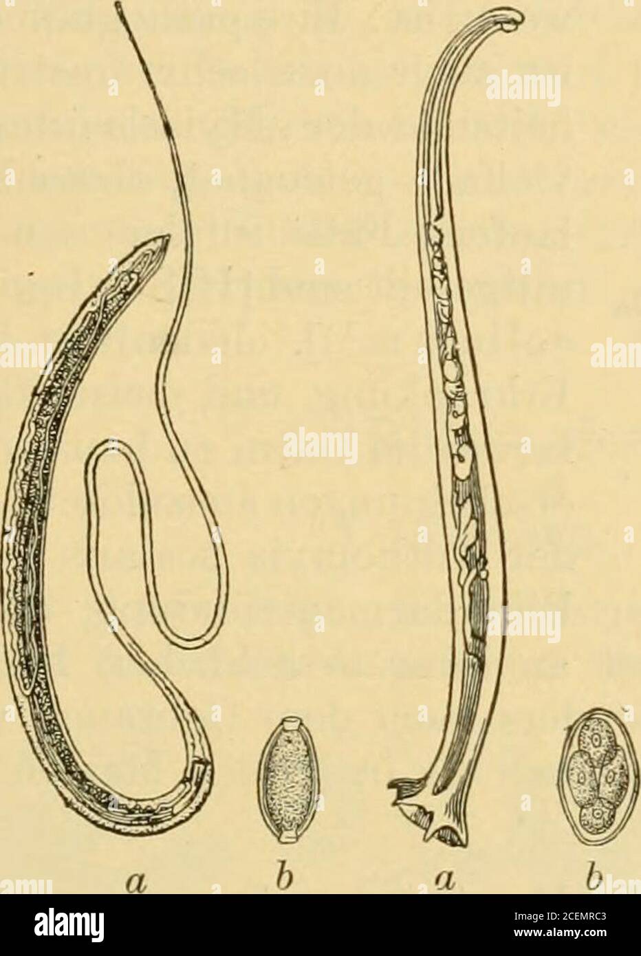 . Der harn sowie die übrigen ausscheidungen und körperflüssigkeiten