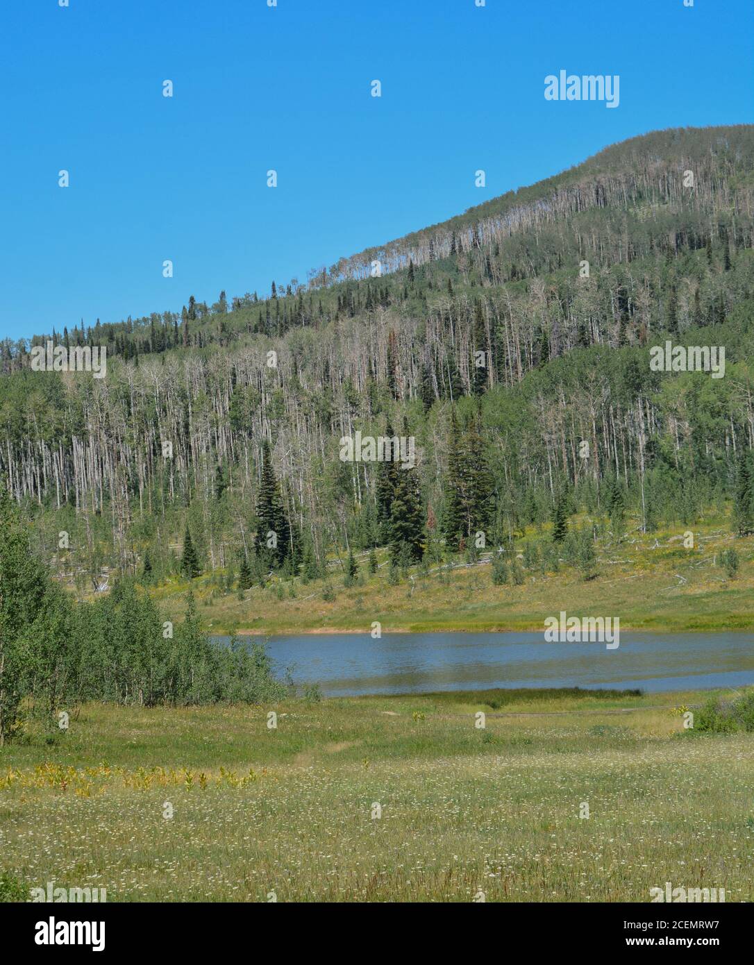 The peaceful Freeman Reservoir below the mountainside of the Routt