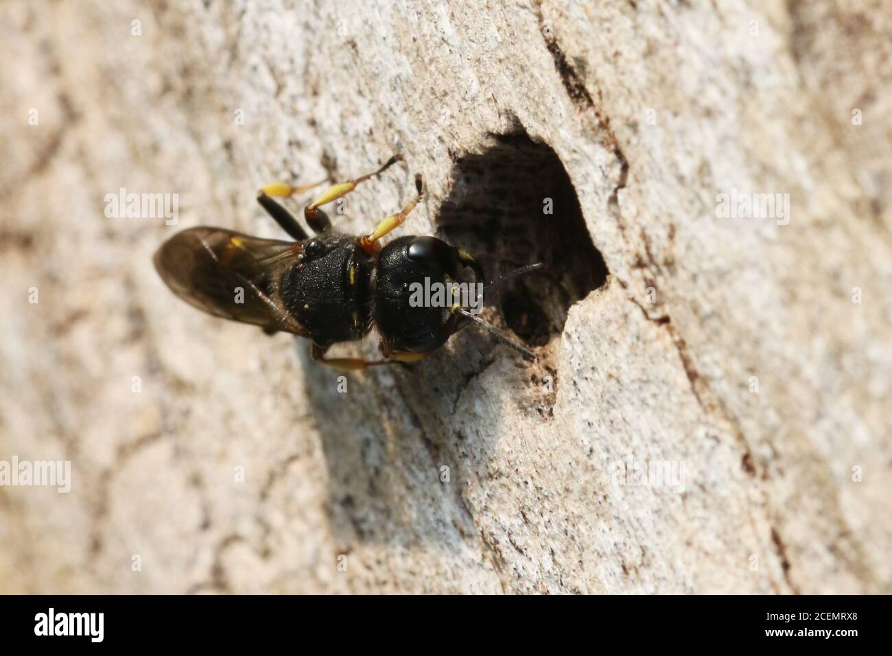 An Ectemnius wasp species, possibly E. continuus, on the trunk of a fallen beech tree at Hunterston in Ayrshire. Stock Photo