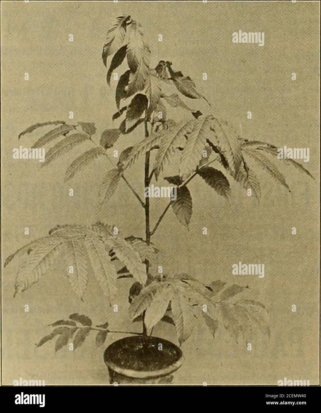 . The Florists' exchange : a weekly medium of interchange for florists, nurserymen, seedsmen and the trade in general. Acalypha Sanderi.(Reproduced from Gardeners Chronicle.) doubt to A. Pancherlana, of Ballon,from which, however, it differs widely,as also from A. obovata, which has re-tuse, red-edged leaves. Uur presentplant, which will prove a very ornamen-tal stove plant, was. collected in NewGuinea by Micholitz. Leea Roehrsiaua.—This is one of thefinest of the genus and will make an ex-. Leea Roehrsiana. acuminate, coarsely-toothed, teeth in-curved; disc 31/2 to 4 inches long, av4 to2V4 in Stock Photo