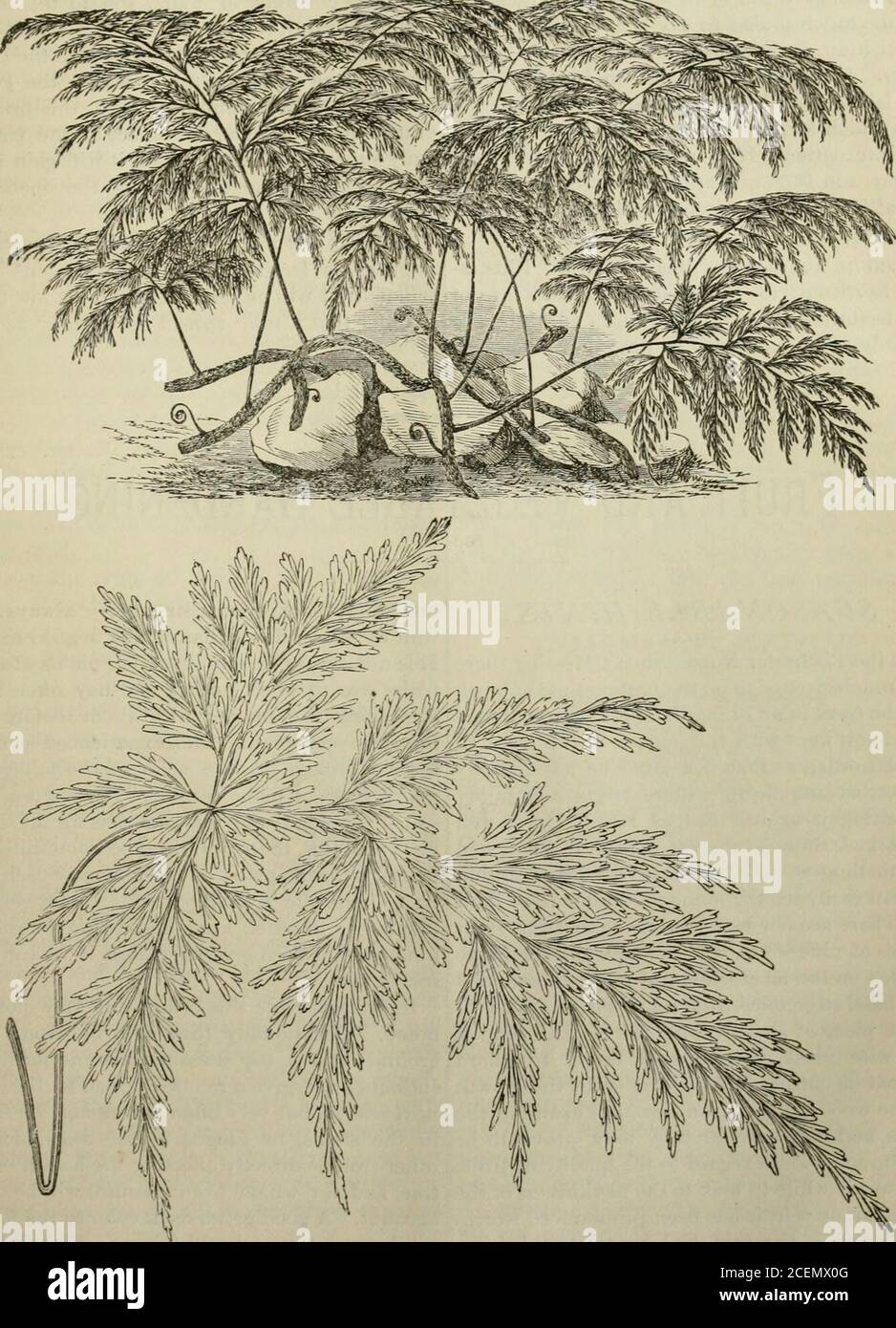 . The Gardener's monthly and horticulturist. elongated points of the frondsand of the pinnae being gracefully deflexed;. DAVALLIA FIJIENSIS. firm and durable in texture, evergreen in habit, I they are compoundly divided on a quadripinna-bright green in color, and the most finely I tifid manner, the whole fronds being split up THE GARDENERS MONTHLY [September, into lanceolate pinnules and pinnulets, andfinally cut into narrow blunt linear or bifid divi-sions. Being of evergreen habit and remarkablyelegant in its whole contour, so that it will takerank amongst the most ornamental of its race, it Stock Photo