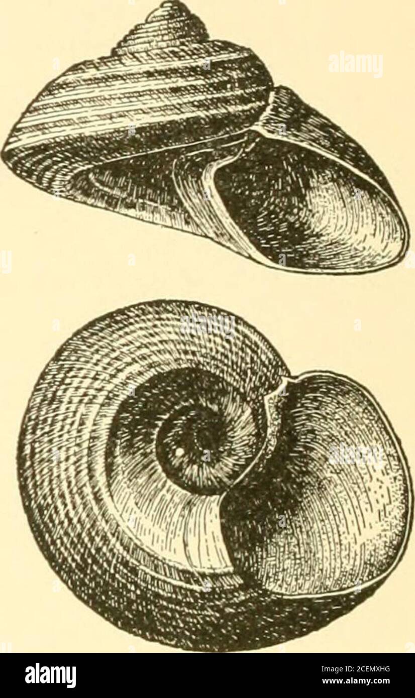 . West American shells; a description in familiar terms of the principal marine, fresh water and land mollusks of the United States found west of the Rocky Mountains, including those of British Columbia and Alaska ... ing Fig. 275 further south. It is yellowish brown orashen in color and its four whorls are marked withspiral ridges. The umbilicus is distinct, but small,and the aperture is nearly circular. Its height issometimes as great as 13 millimeters. Margarita helicina, Fabr., the Helix Margarita,is decidedly arctic in its tastes, living on the shoresof northern Europe, eastern America, a Stock Photo
