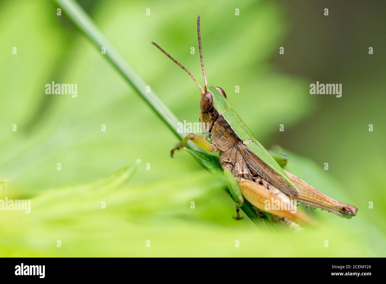 A green and brown grasshopper with large eyes and long antennae grasps the stem of a plant as it contemplates jumping away. Stock Photo