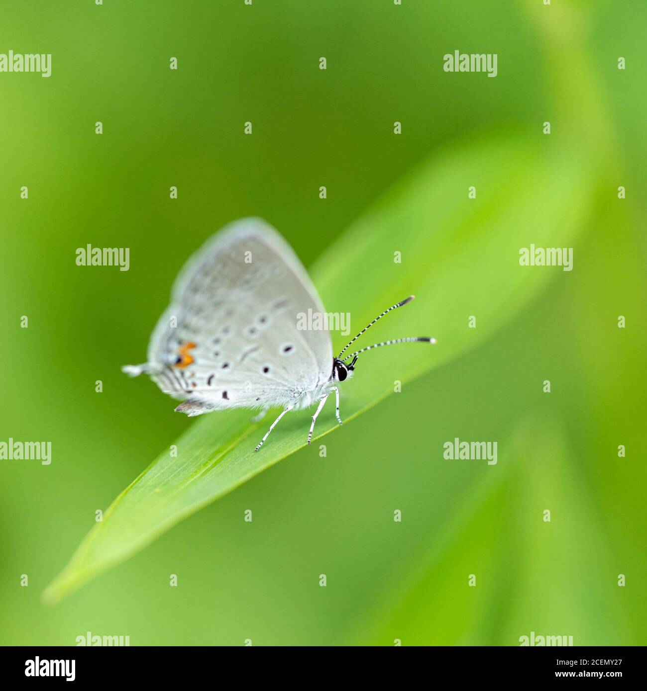 Delicate eye spots hi-res stock photography and images - Alamy