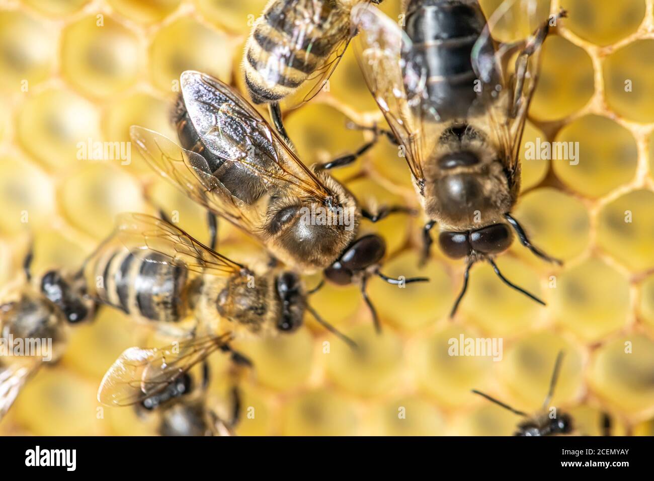 closeup macro Big drone bee in honeycomb male bee with bee worker. Stock Photo