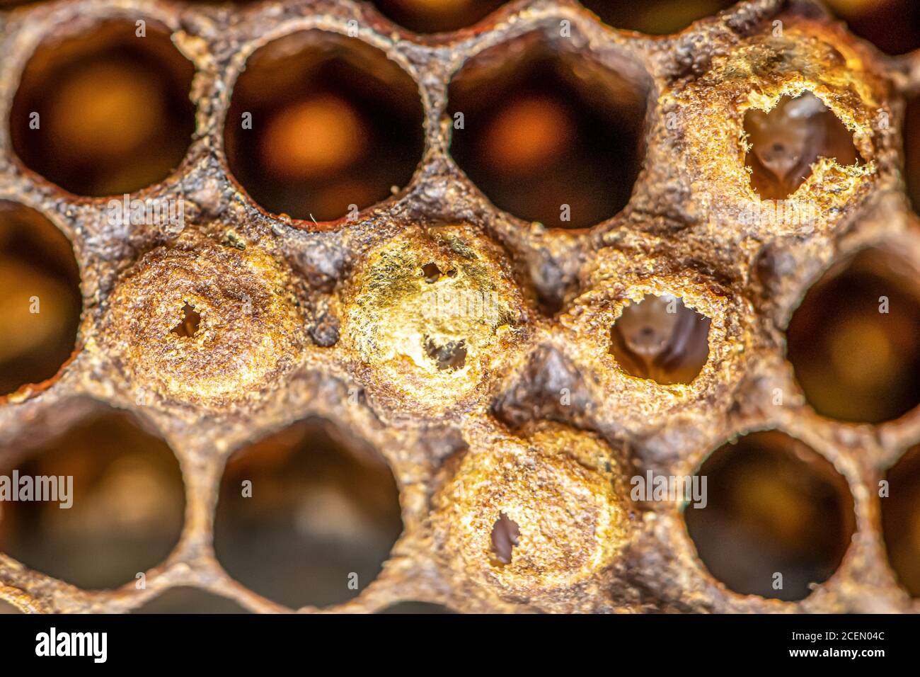 Sealed brood of Honey bees in the apiary of beekeeper in the hive Nurse bees on the frame with the beeswax and propolis colony. Stock Photo