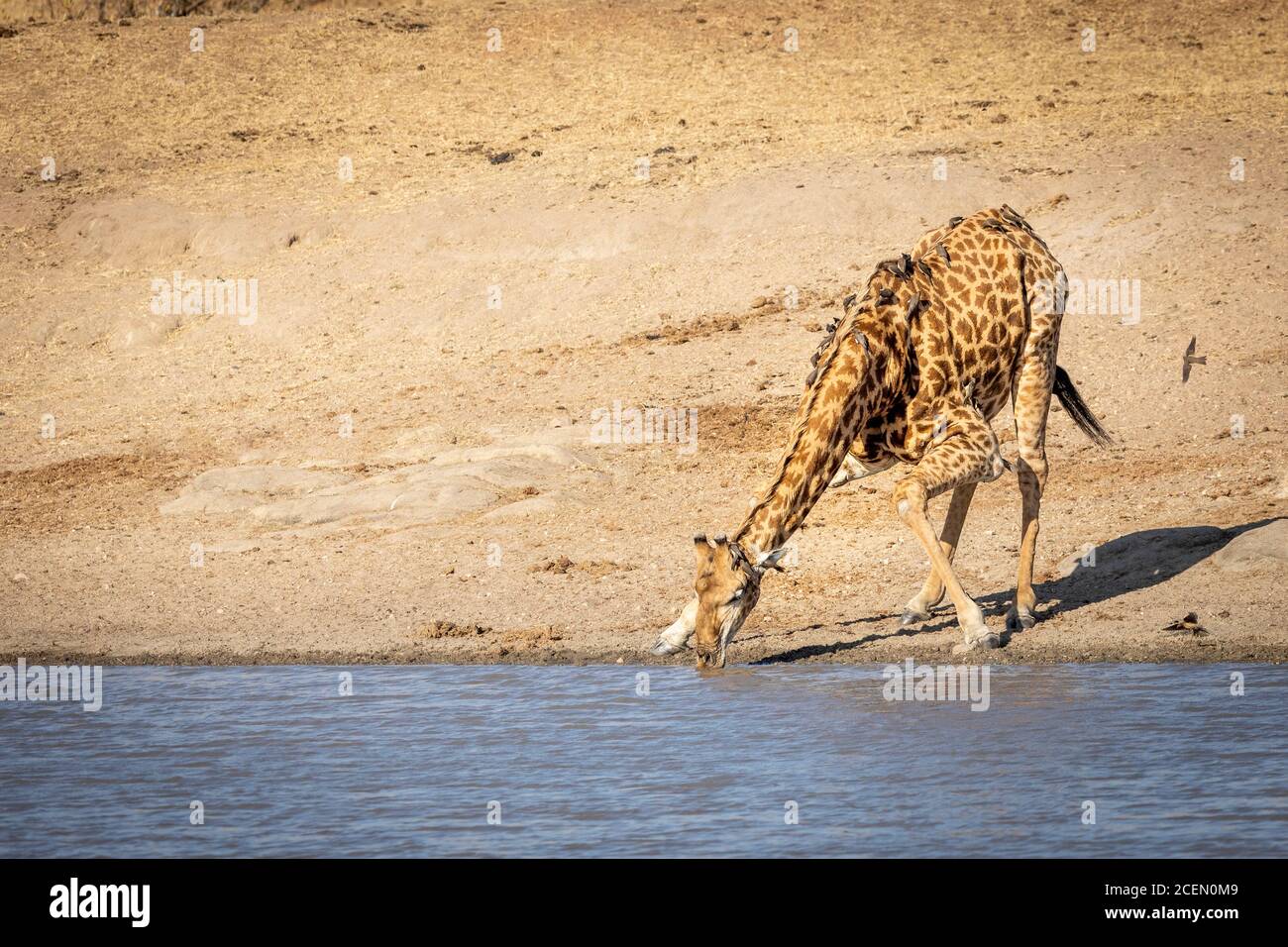 A thirsty male giraffe with ox peckers bending down at the edge of river drinking water in sunshine in Kruger Park Stock Photo