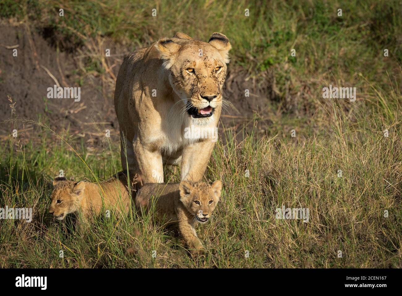 Lioness with cubs kenya hi-res stock photography and images - Alamy