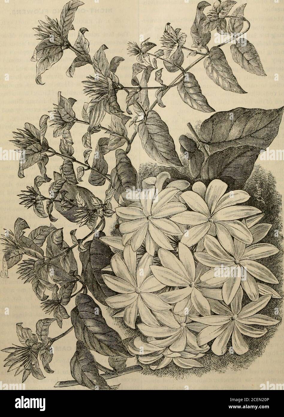 . The Gardener's monthly and horticulturist. actus, also, has here a different flow-ering period. ROSES FOR ORNAMENTAL FRUIT. BY W. C. STRONG. Fully endorsing your opinion as to the desira-bleness of the Dog, Cinnamon and Carolina Roses,for their showy fruit in autumn, let me add thatRosa rugosa (Japan) is superior, by far, to anyother variety in this respect, and also that itslarge flowers and rich, luxuriant foliage renderit one of the most desirable shrubs of recent in-troduction. DENDROBIUM CAMBRIDCEANUM. BY MANSFIELD MILTON, YOUNGSTOWN, O. This fine Orchid from the north of India de-serve Stock Photo