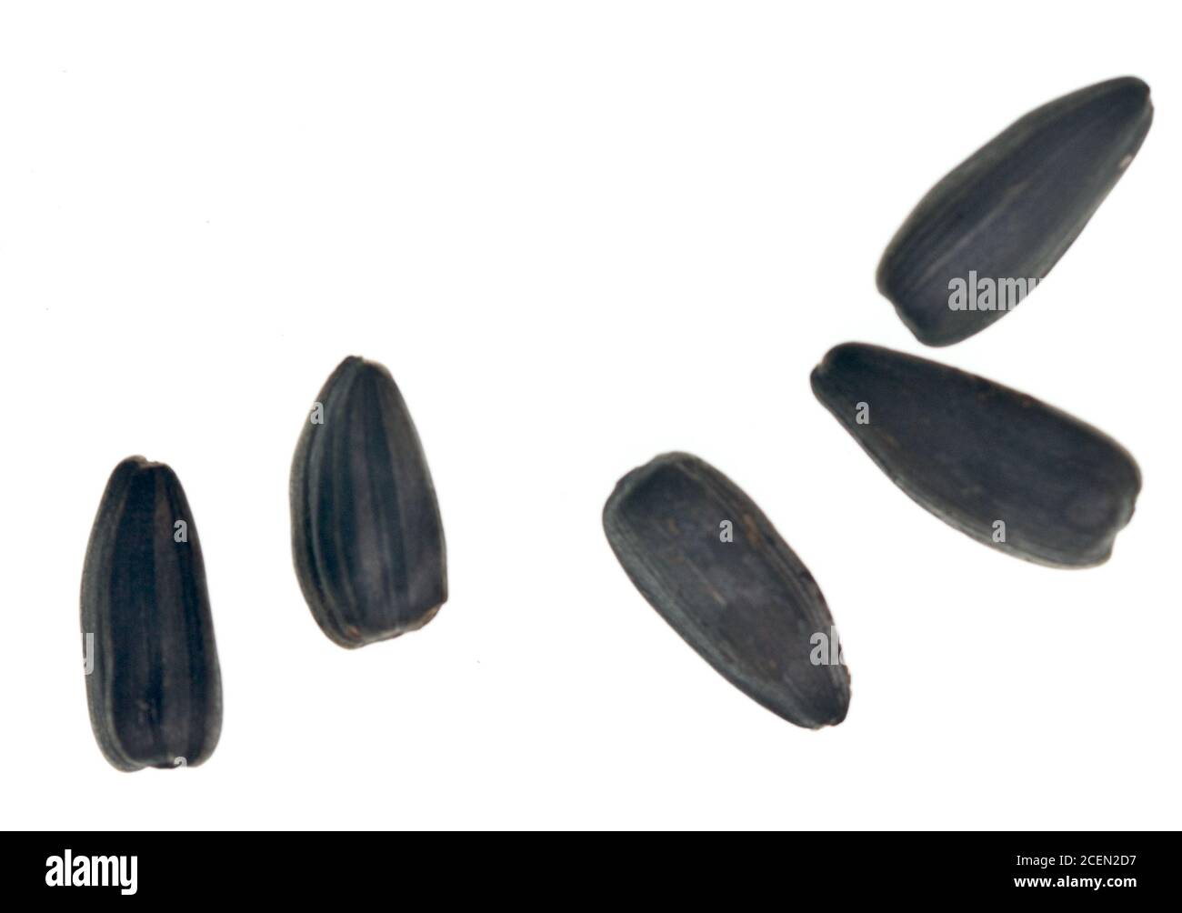 Sunflower seeds isolated on white background Stock Photo - Alamy