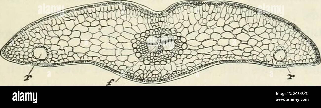 . The classification of flowering plants. Fig. 24. Transverse section of leaf of Tsuga Brunoniana x 30, shewingthickened epidermis, hypoderma confined to the lateral margin, palisadearrangement of upper mesophyll, a single vascular bundle (/) and amedian resin-canal (r). From Veitch. The anatomy of the leaf shows marked xerophytic characters.The epidermal cells are thick-walled and strongly cuticularised,and each stoma is sunk at the bottom of a pit. Below the epi-dermis are thick-walled, strengthening bands of hypoderma.The mesophyll in the broader leaves is differentiated into. Fig. 25. Tran Stock Photo