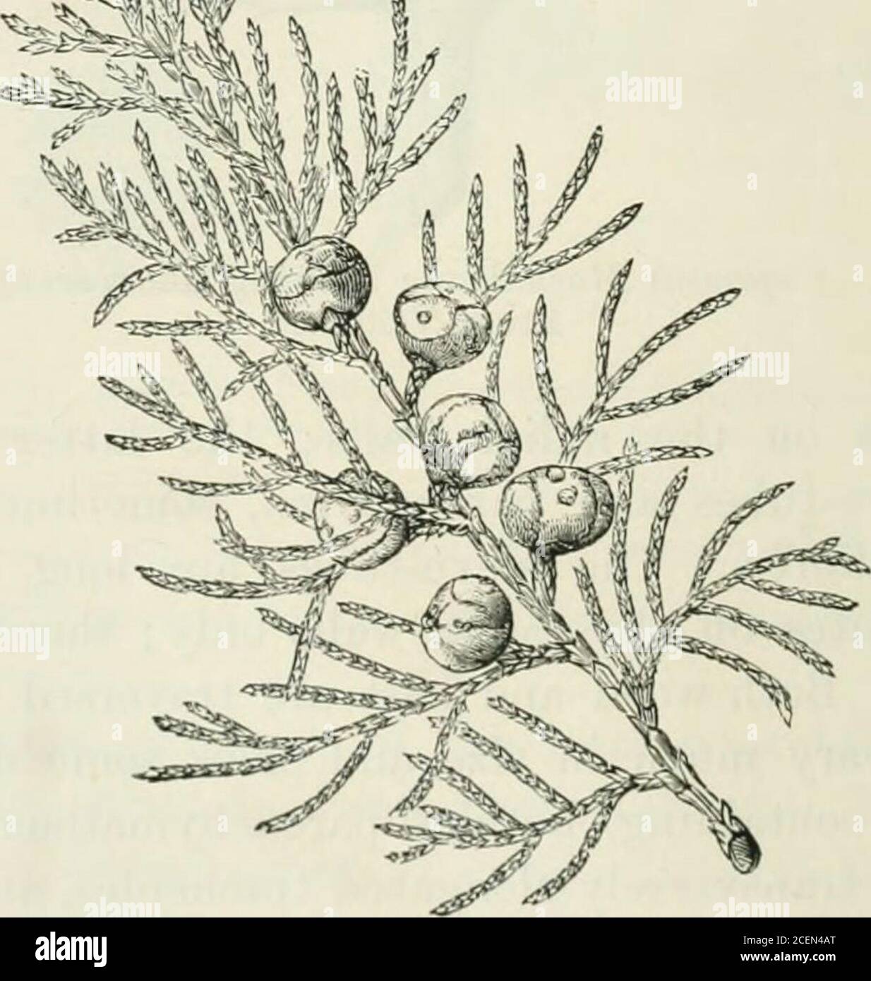 . The classification of flowering plants. Fig. 22. Juniperus drupacea with homomoiphic leaves in whorls of three. From Veitch.. Fig. 23. Juniperus thurifcra, a heteromorphic species shewing concrescentsquamiform leaves in decussate pairs characteristic of the adult shoots;on younf, plants and vigorous shoots of older ones the leaves are acicularand in whorls of three as in J. drupacea. From Veitch. Ill] CONIFERAE 85 communicating by pits with the sieve-tubes, and known asalbuminous cells. They probably correspond functionally withthe companion-cells of Angiosperms. The tracheides formed toward Stock Photo