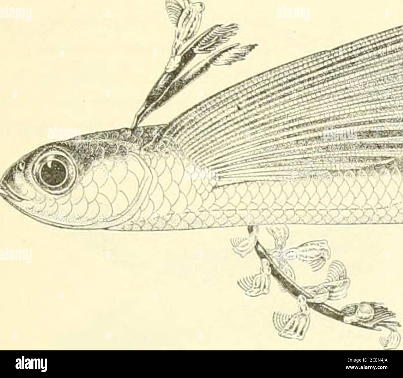 . Bulletin of the Bureau of Fisheries. r in life, pale olivaceous; a silvery streak along side; fins dirty-yellowish olive. Fourteen specimens from Vaisigano River, at Aj)ia. The type is no. 51718, U. S. National Museum,length 6 inches. EVOLANTIA Snodgrass & Heller. 258. Evolantia microptera (Cuvier & Valenciennes). Hawaii: New Ireland; East Indies; Gala- pagos Is. FAREXOCCETUS Bleaker. 259. Parexoccetus brachypterus (Solanderi. Tahiti; Hawaii; Laysan; West Indies. 260. Parexoccetus brevipinuis (Cuvier & Valenciennes). New Ireland. , 261. Parexoccetus rostratus ((iimther). Hawaii. EXOCffiTUS L Stock Photo