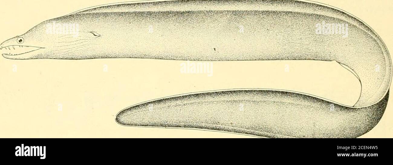 . Bulletin of the Bureau of Fisheries. t. RHINAMURaiNA Gar This genus differs from Eurymi/tinwliich are iiroduced into long flaps. ing the anterior nostrils slit and dilated at the ends, 169. Rhlnamuraena qusesita Garman. Marshall IsUhiiiamurmia quicsUa Garman, Bull. Essex Inst, l.siig. 111,1RhinamursBna eritima Jordan & Seale, spei Samoa. Head in total length, 2.65 in body anterior to vent; depth 2 in head; vent exactly midwaybetween tip of snout and tip of tail; length of snout, from posterior nostril, 5.20 in head; eye 2 insnout; angle of jaws 2.20 in head; jaws curved and can not be comple Stock Photo