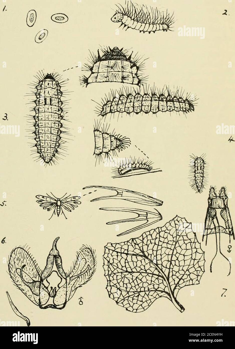 The Entomologist S Record And Journal Of Variation Of Underside Of Leaf Of Arctia Lappa L Burd Lt Ick Continental Migrant Butterflies In 1957 By Brigadier C G Jiipscomb D S O Service In B A O R Has