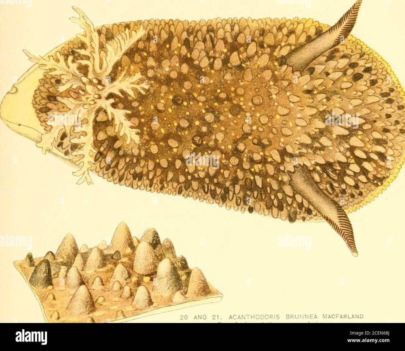 . Bulletin of the Bureau of Fisheries. BULL. U. S. B. F. 1906. AND 21. ACANTHODORIS BRUNNEA MACFARLANDDorsal view, 6 times natural sizeDetail of dorsal papilla, greatly enlarged Stock Photo