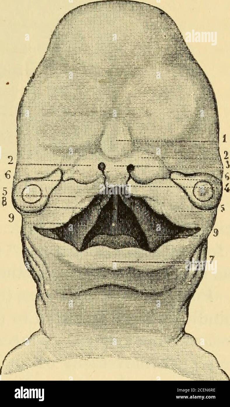 The science and art of midwifery. Fig. 59.—Mouth of embryo of