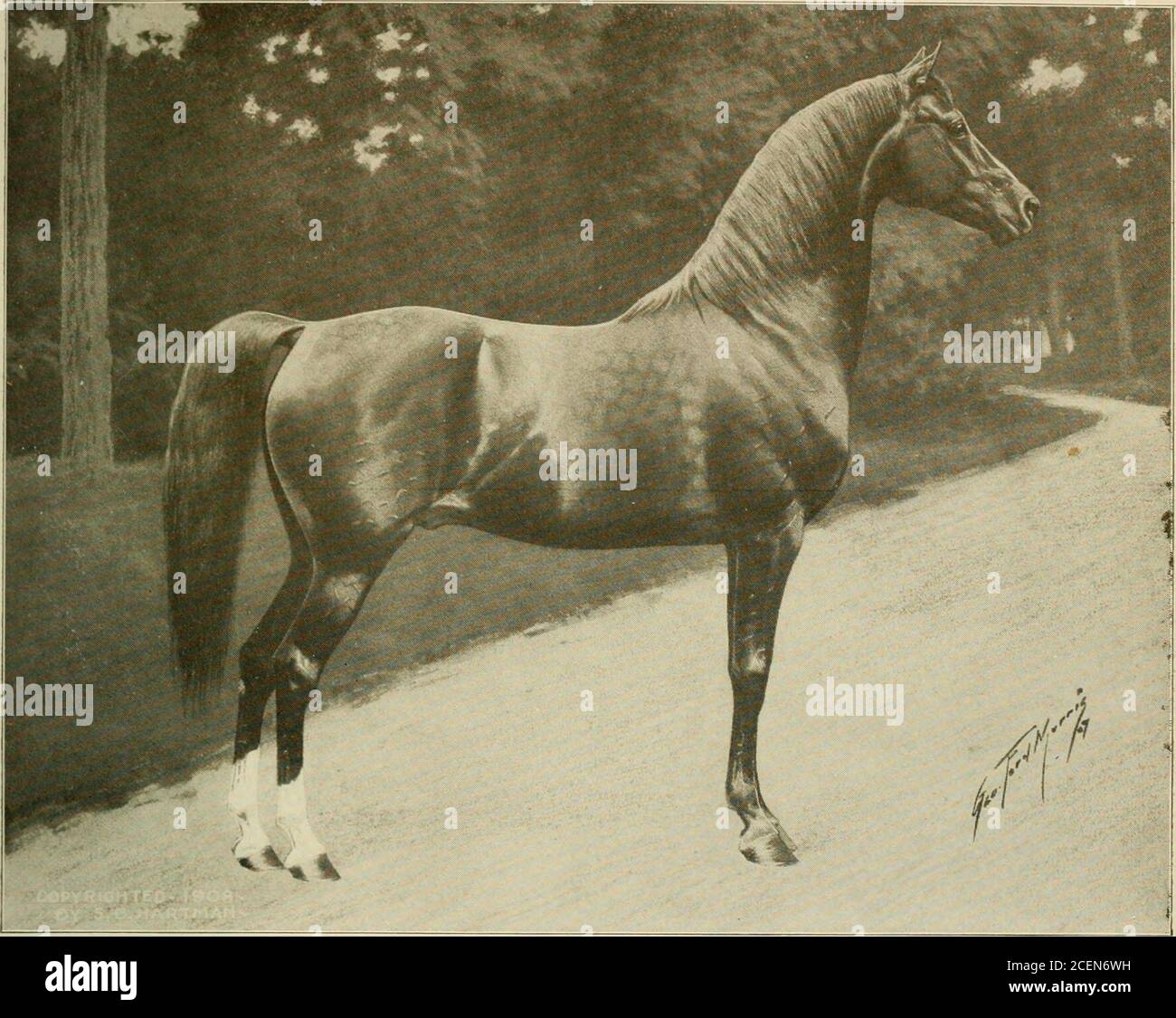 Clay rogers horse hi-res stock photography and images - Alamy