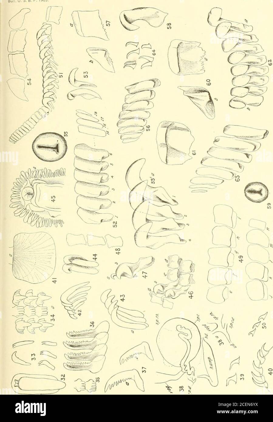 . Bulletin of the Bureau of Fisheries. he seventh to fourteenth uneini, inclusive, being omitted, x 83. (Cam.) Fig. 53.—Outermost (twelfth and thirteenth) pleurae in front and side view, x 52. (Cam.) Pig. 54.—Rhachidian plates of eighteenth row. x 52. (Cam.) Fig. 65.—Labial disc, x 9. (Cam.) Triopha maculata MacFarland. Fig. 5.5(1.-First to fourth pleur;e of tentli row of radula. x 83. (Cam.) Fig. 56.—Uneini of tenth row of radula. x 83. (Cam.) Fig. 57.—Rhachidian plates, a, of left median series; h, of lateral series, x 83. (Cam.) Fig. ,5S.—Fourth pleural tooth, inner face, x 83. (Cam.) Fi, o Stock Photo