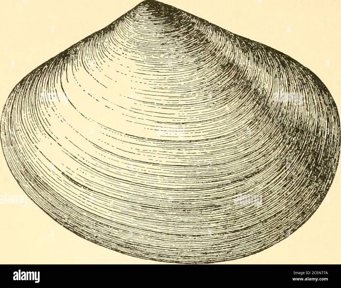 . West American shells; a description in familiar terms of the principal marine, fresh water and land mollusks of the United States found west of the Rocky Mountains, including those of British Columbia and Alaska ... coast. Mdctra californica, Conr., the California Mactra,(Standella nasuta), has a rather small shell, some-what depressed behind the furrowed beaks, whichare near the center of the shell. An inch to an inchand a half in length. Mdctra dolahriformis, Conr., the Mattock Mac-tra, occurs from San Diego southward, and soscarcely comes into our list. The shell is com-pressed ; and is p Stock Photo