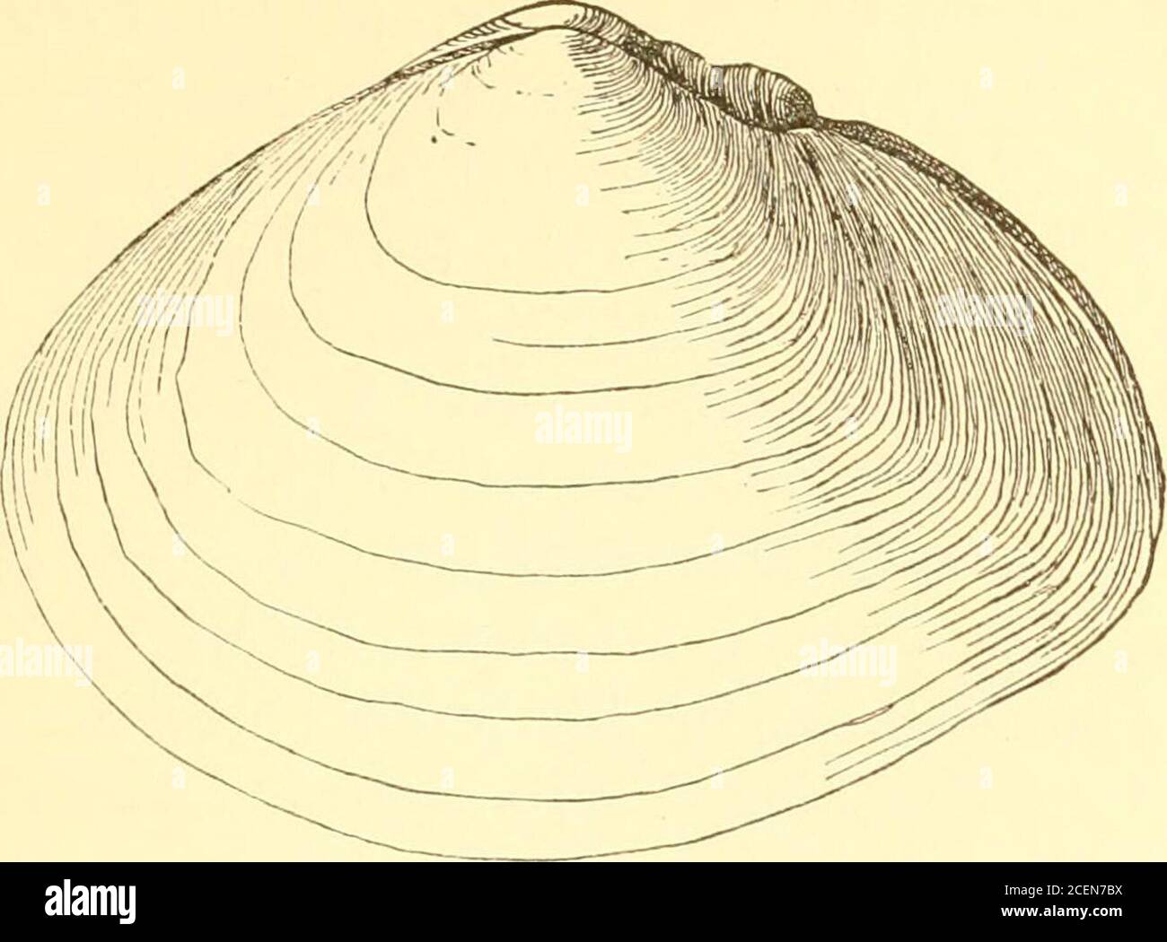 alamy