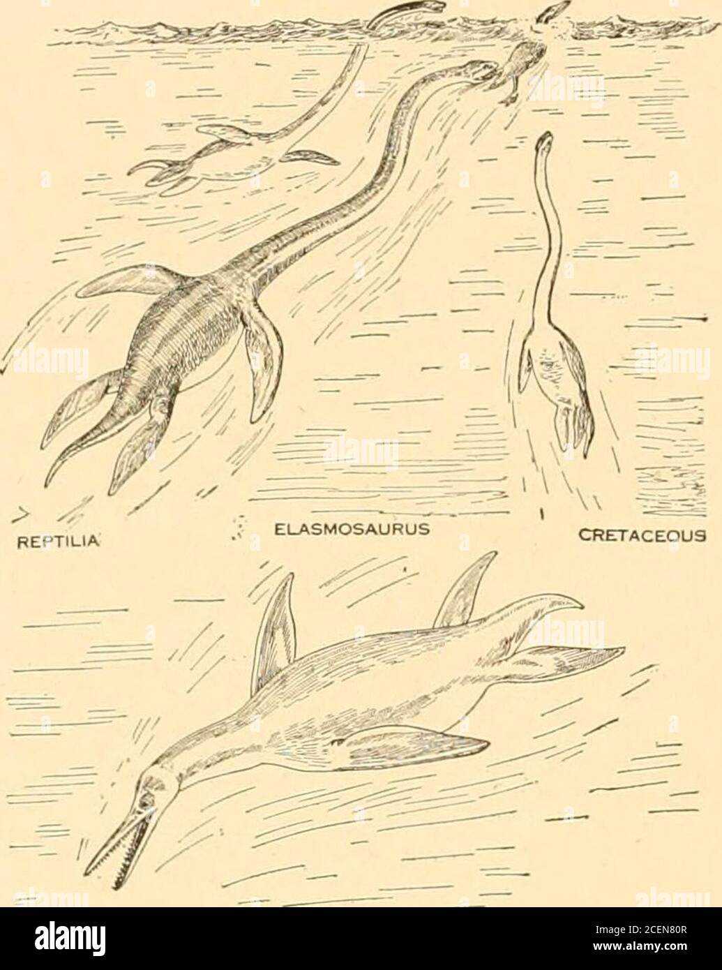 The origin and evolution of life, on the theory of action, reaction and  interaction of energy. , narrow, slender paddles. The plesiosaurs afford  the first illustration wehave noted of another of