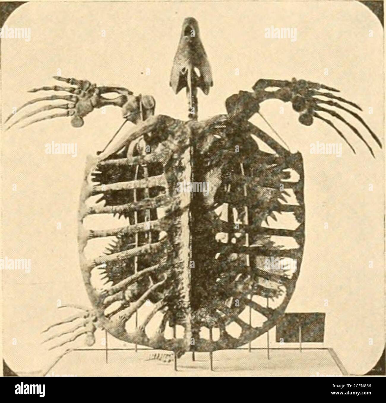 The Origin And Evolution Of Life On The Theory Of Action Reaction And Interaction Of Energy Ile Belonging To The Entirely Distinct Order Placodontia Skeleton Of Archelon Lower In Which The Bony