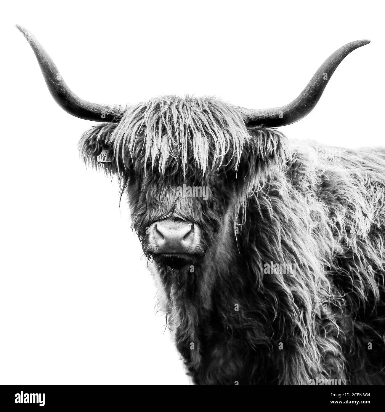 Black & white portrait of highland cow Stock Photo
