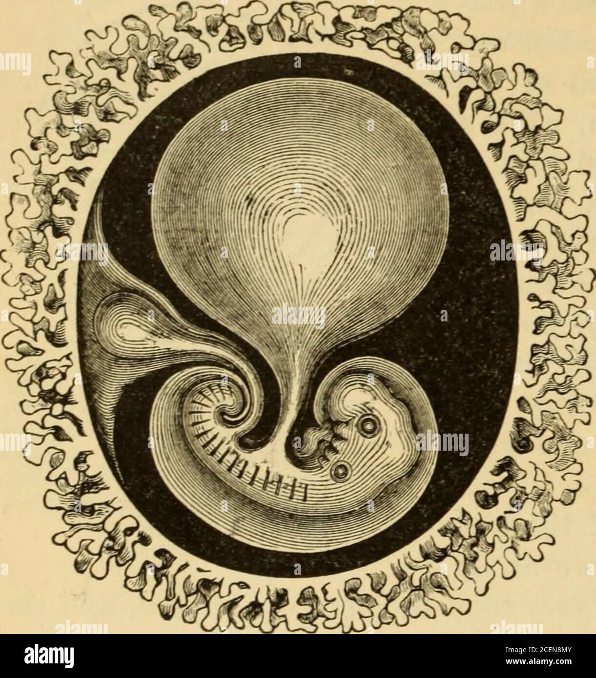 . The science and art of midwifery. Fig. 45.—Diagram showing completion ofthe amnion and formation of the chori-on, a, amnion ; 2, outer lamina of theectoderm after closure of amniotic folds ;p, allantois ; «, umbilical vesicle. 52 PHYSIOLOGY OF THE OVUM.. Fig. 46.—Human embryo, at the third week, show-ing villi covering the entire chorion. (Haeckel.) sists simply of the zona pellucida or vitelline membrane. As the ovumis received into the uterus, the vitelline membrane becomes covered with amorphous villi, whichhelp to fix the ovum in theuterine cavity. After the completion ofthe amnion by th Stock Photo