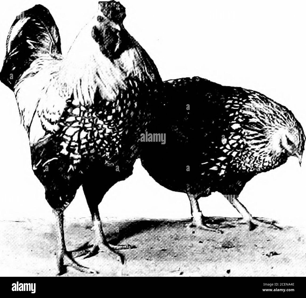 Buff orpingtons chickens Black and White Stock Photos & Images Alamy
