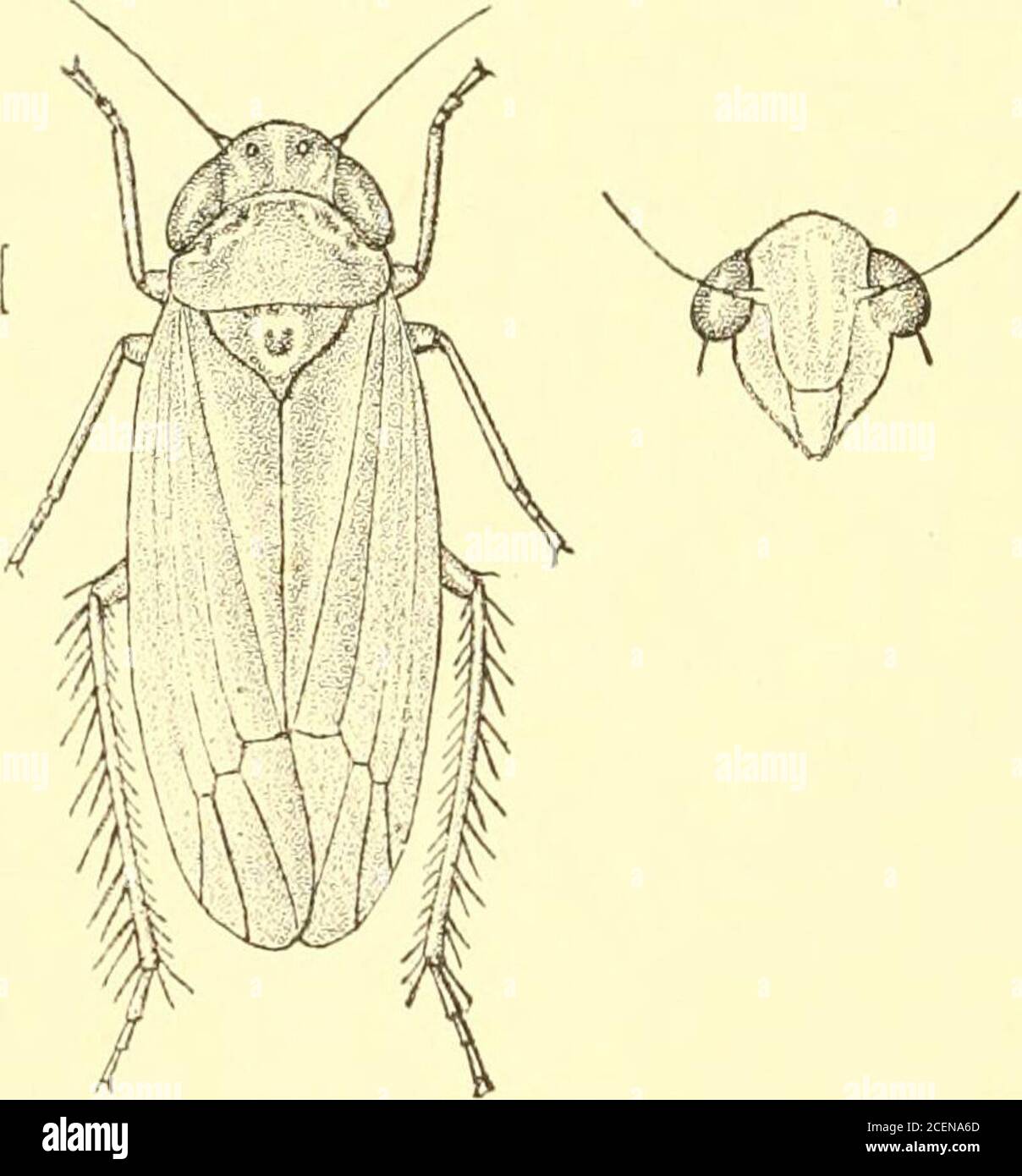 . Rhynchota ... Fig. 249.—Empoasca melichan. above claval area, near apex of clavus a black spot; wings palehyaline ; vertex shorter than breadth between eyes, subangularlyrounded in front; pronotam slightly longer than vertex ; faceunmarked; eyes black, their inner margins pale. Length 3 millim. Hub. Ceylon ; Dikoya (Green). 2674. Empoasca notata, MeJich. Horn. Faun. Cci/lofi, p. 214 (1903).. Fig. 250.—Empoasca notata.. Narrow, greyish-yellow or pale yellow; eyes black ; vertexobtusely angularly produced, with a white middle line in the neck ElIPOASCA. 405 and two obliqne transverse spots on Stock Photo