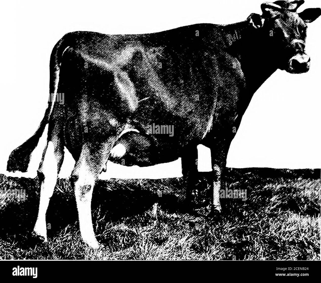 Cow withers hires stock photography and images Alamy